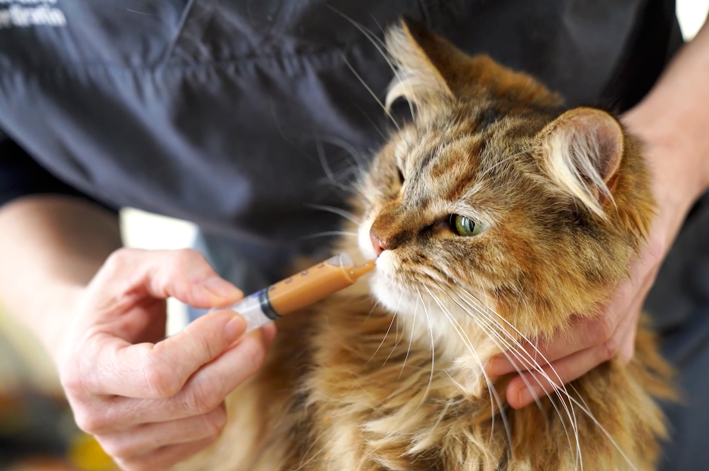 Der Einfluss der Ernährung auf die Gesundheit der Katze